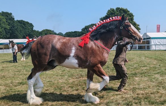 Trotting heavy horse (Clydesdale?)