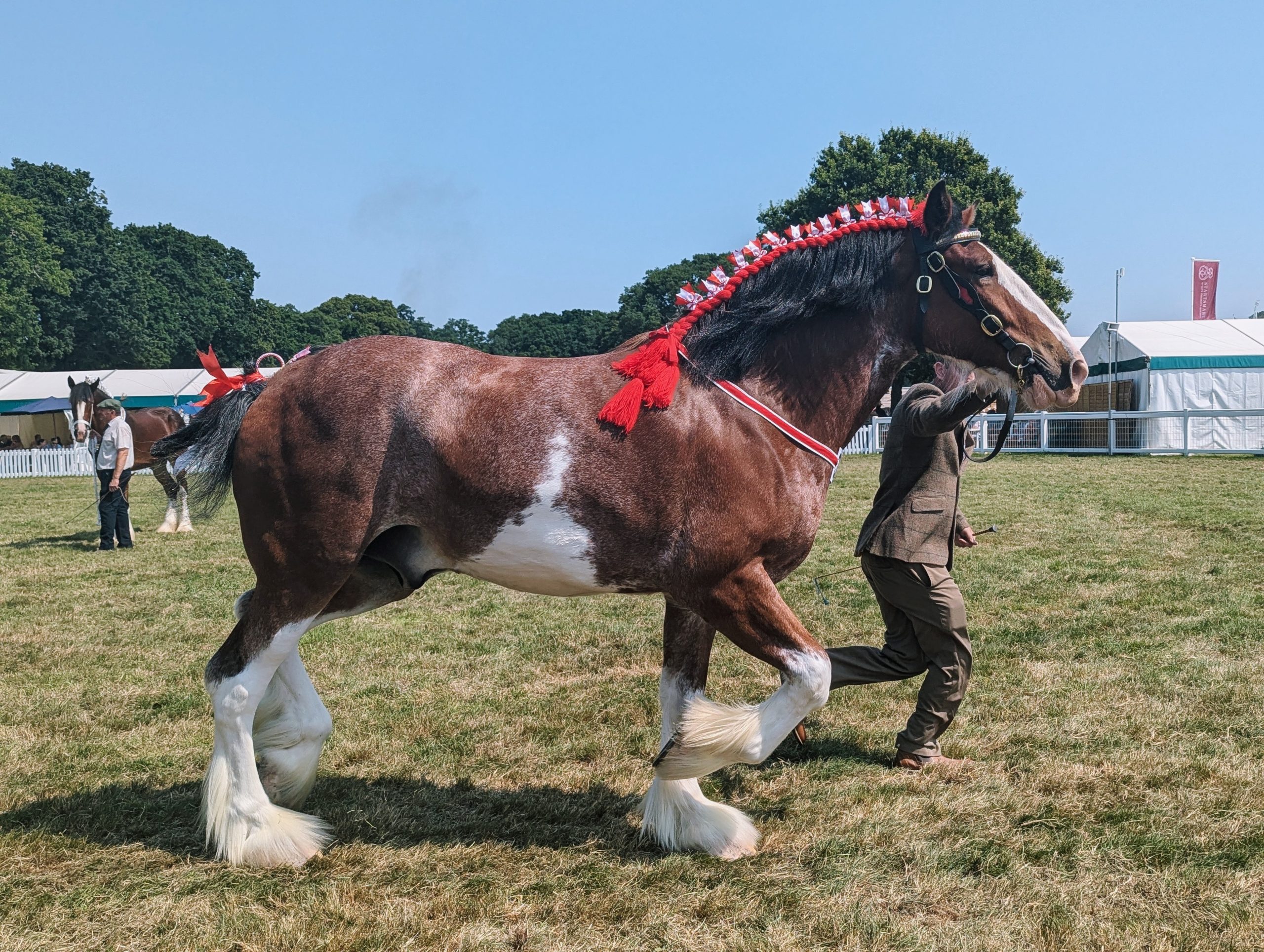 Trotting heavy horse (Clydesdale?)