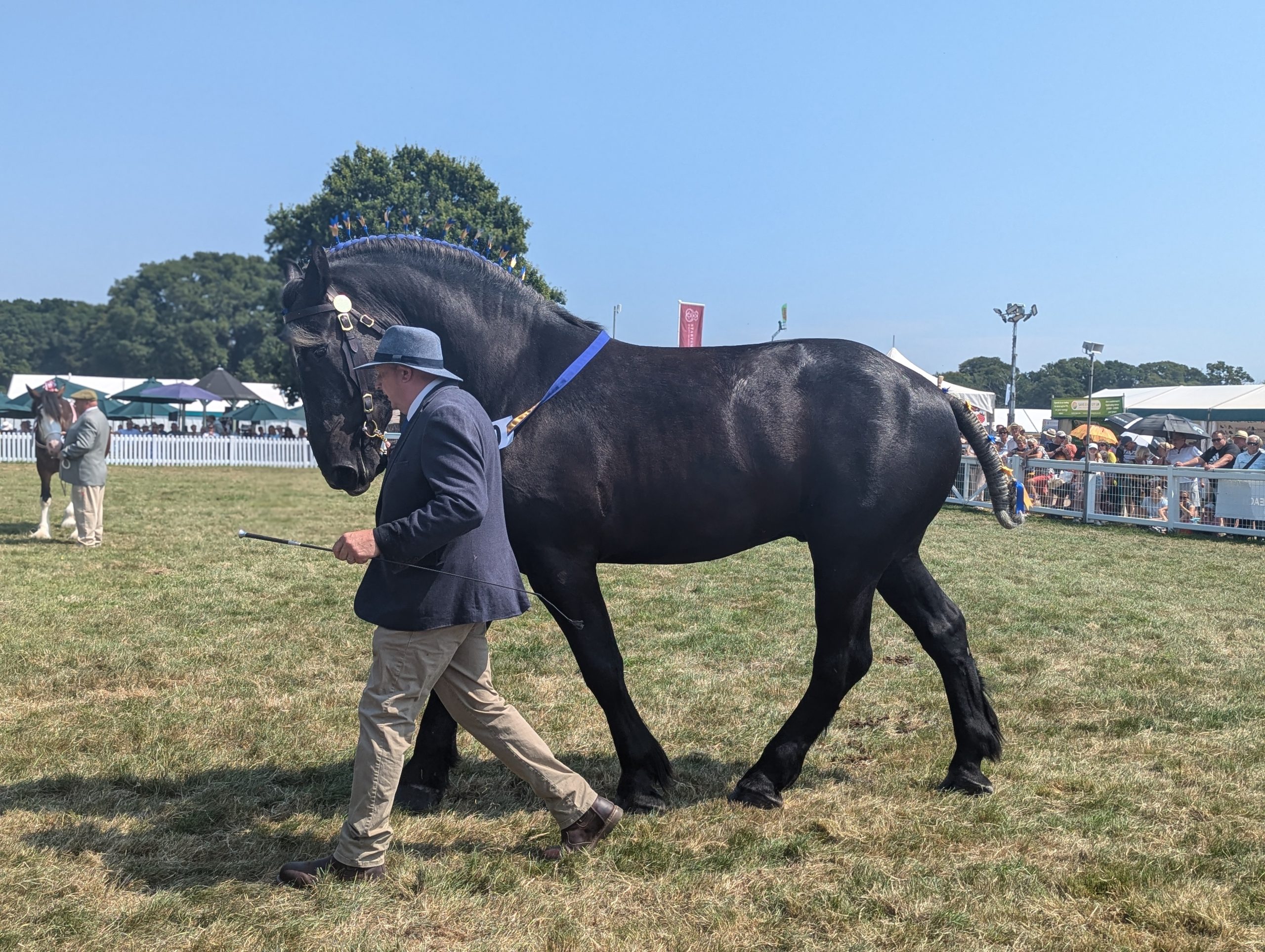 Dark grey (almost black) Percheron horse