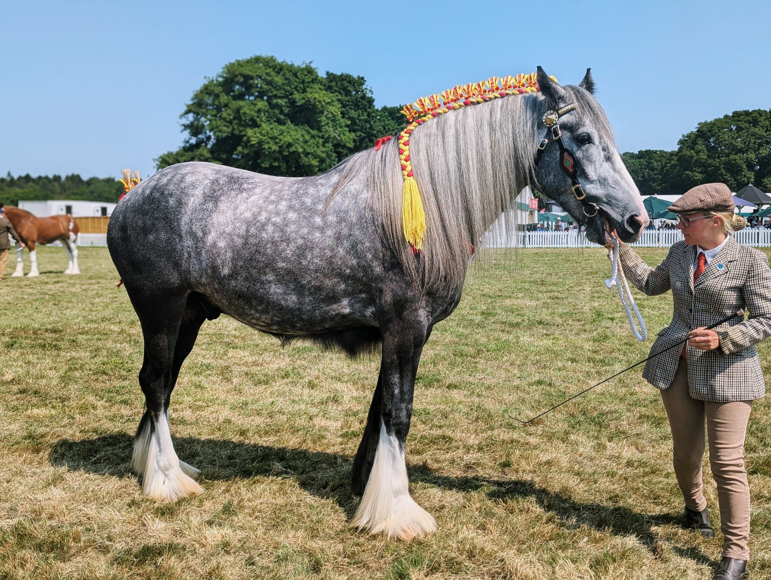 Dapple grey Shire horse