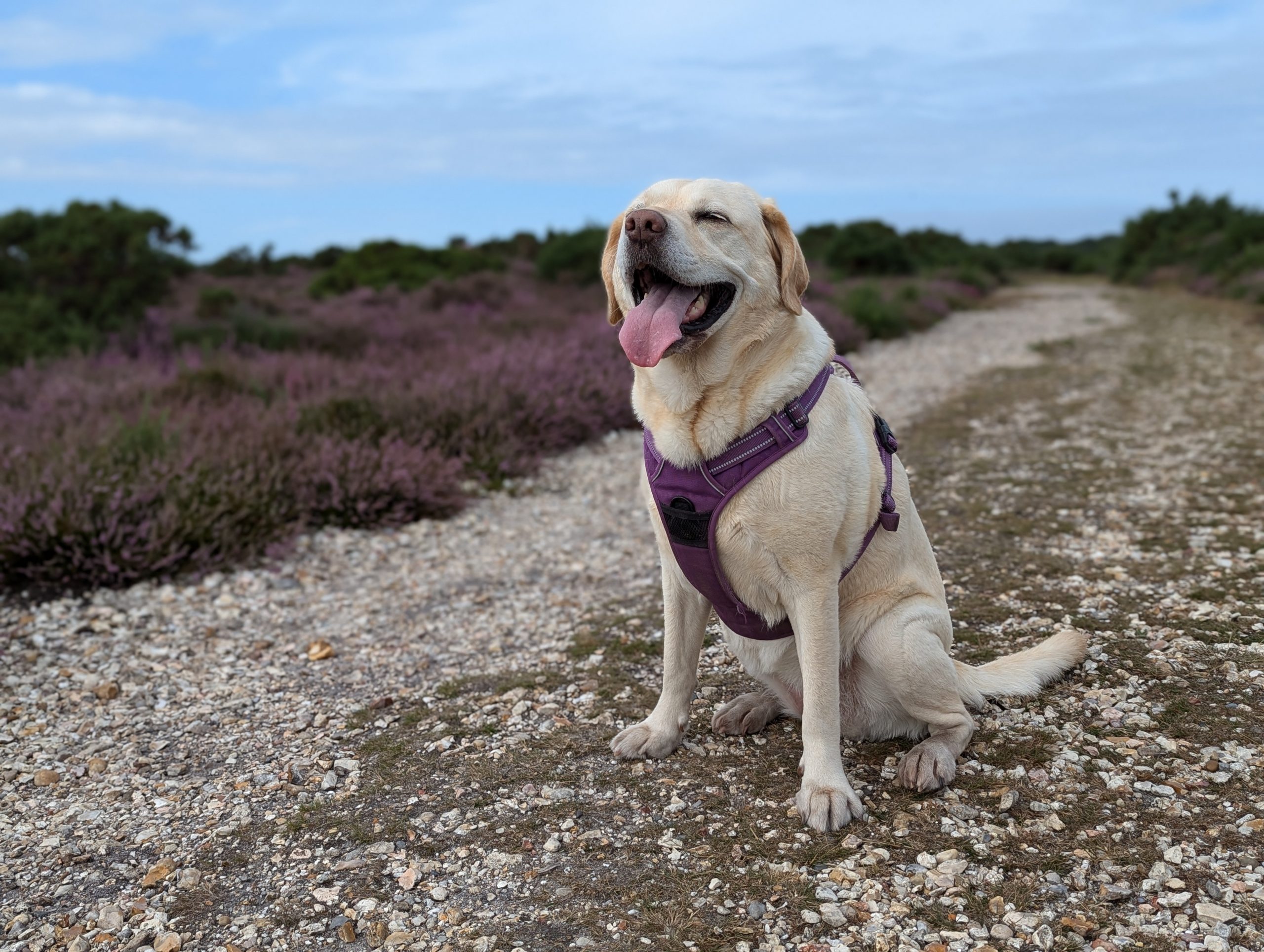 Labrador dog sat on path with purple heather in background