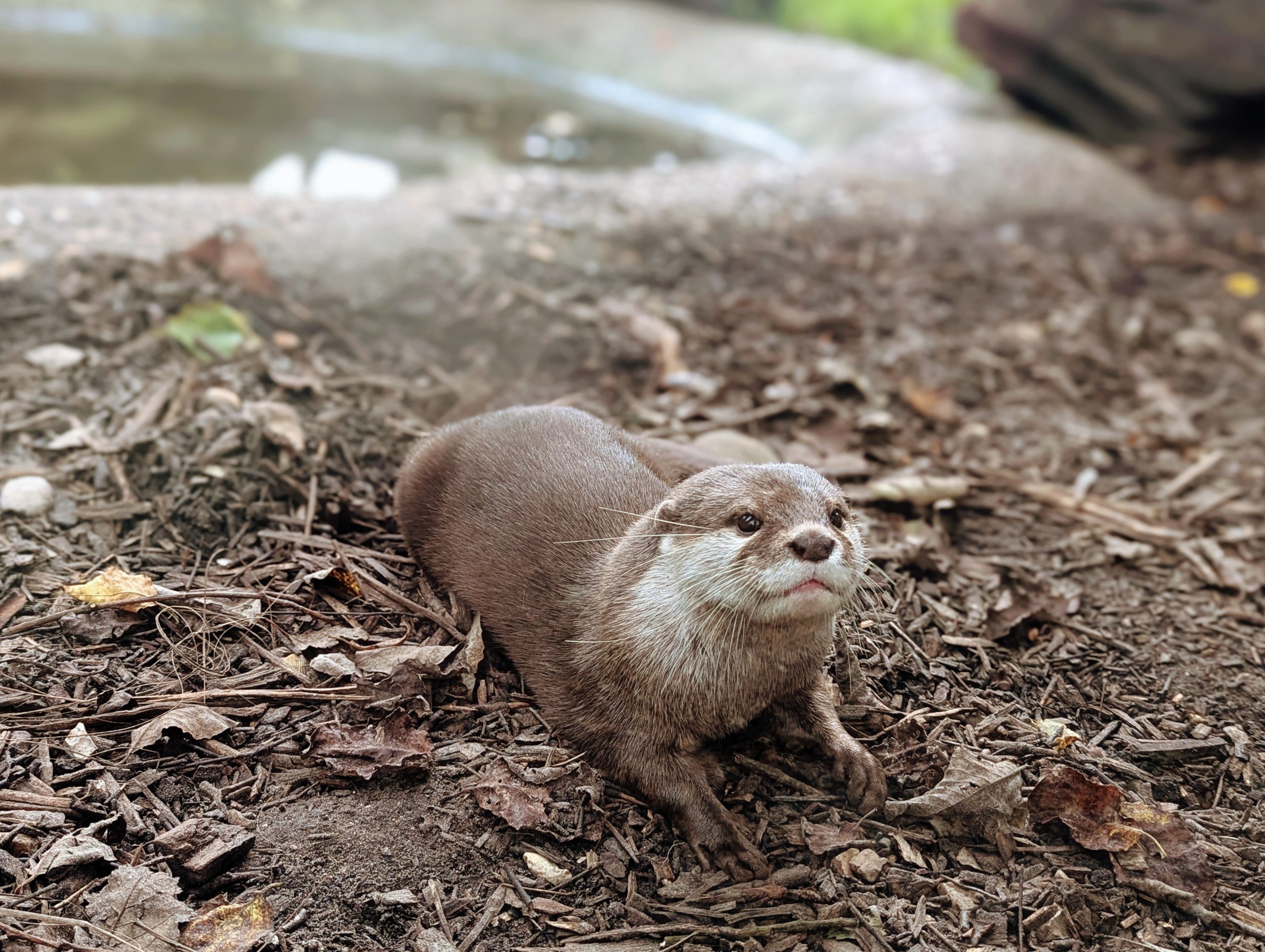 Asian Small Clawed Otter